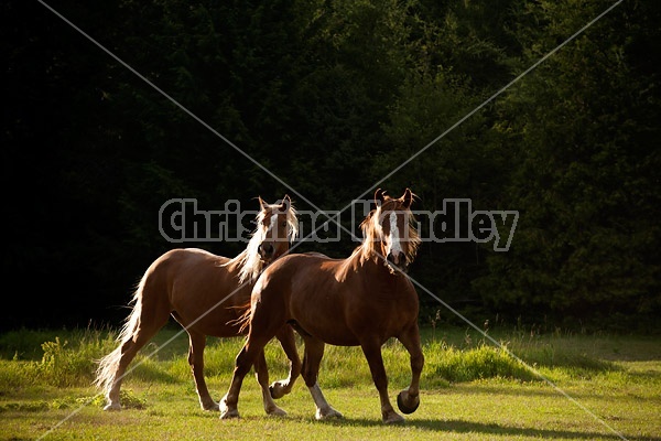 Two horses trotting around pasture