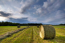 Round bale of hay in field