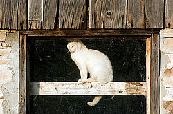 White barn cat sitting in barn window