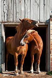 Two Belgian Draft horses standing in a barn door.