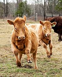 Yearling Charolais Beef Heifers Running, Bucking and Playing
