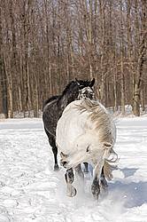 Two horses galloping through deep snow