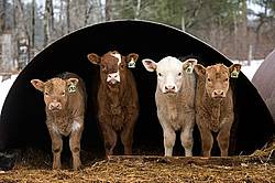 Four beef calves standing inside their run in shelter looking out.