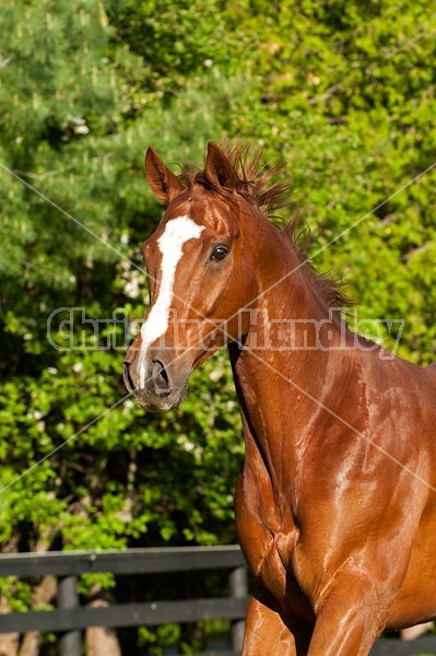 Portrait of a chestnut thoroughbred horse