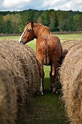 Belgian draft horse standing between two rows of round bales of hay