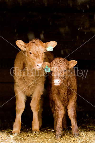 Baby beef calves standing in barn doorway