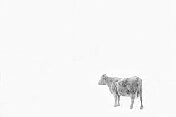 Lone Cow in Snowstorm