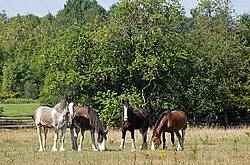 Clydesdale horses on summer pasture.