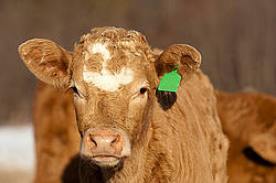 Curious beef calf
