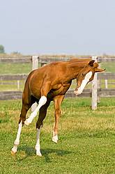 Quarter horse foal