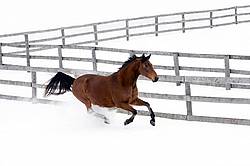 Bay horse galloping in deep snow 