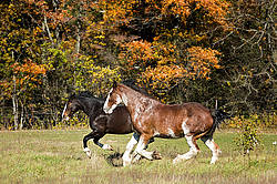 Two horses in the autumn colors