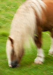 Belgian draft horse photograhed with a slow shutter speed