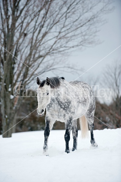 Gray horse walking in deep snow.