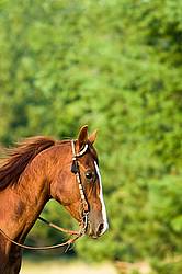Portrait of a Chestnut Horse in a Western Bridle