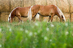 Two Belgian draft horses grazing on summer pasture.