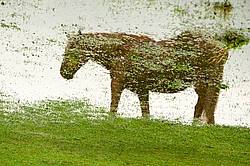 Reflection of horse in puddle created by a heavy rainstorm