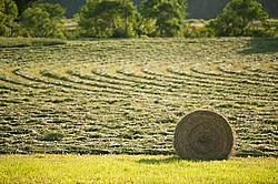 Round bales of hay sitting in field