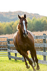 Thoroughbred horse galloping in fenced paddock in the autumn colors