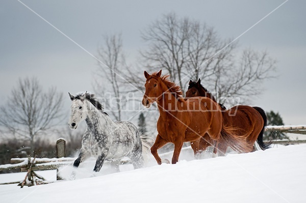 Three horses galloping in deep snow