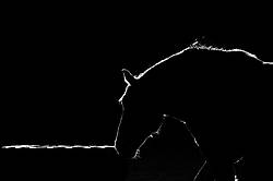 Silhouette outline of horse