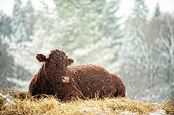 Beef cow laying on a bed of straw outside in the snow