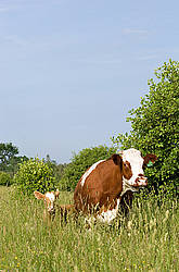 Beef cattle on summer pasture
