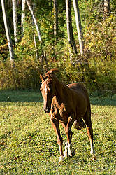 Chestnut Thoroughbred horse galloping in paddock