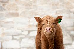 Young Beef Calf