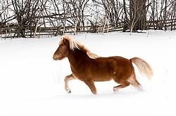 Chestnut Icelandic horse running through deep snow. Ontario Canada