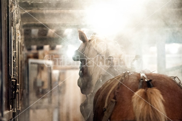 Belgian draft horse standing inside barn