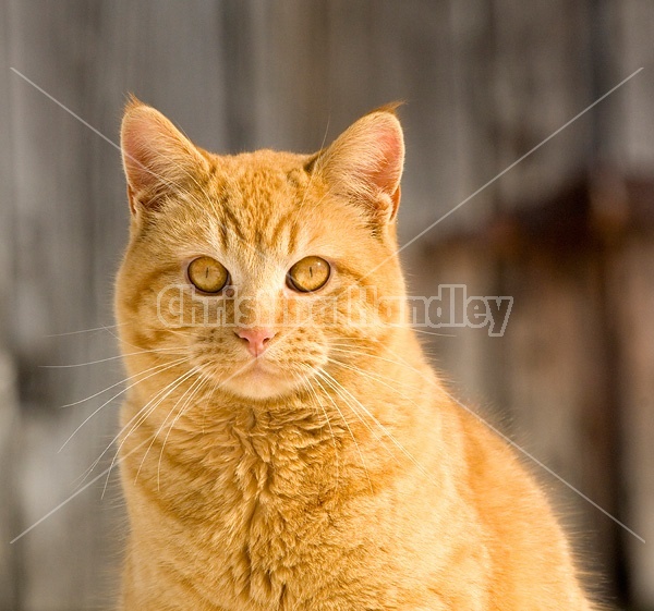 Portrait of an orange cat. 