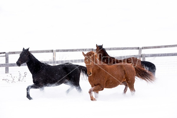 Three horses galloping through snow