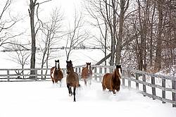 Horses running through deep snow