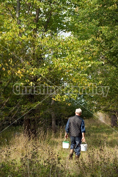 Farmer carrying two pails of salt out to check on cattle on summer pasture