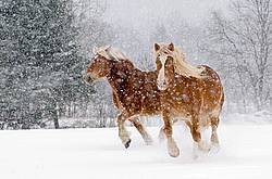 Belgian draft horses galloping in the snow.