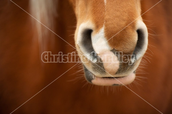 Close-up of horse nose