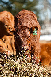 Beef calf eating hay