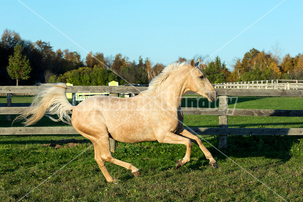 Palomino horse galloping around paddock