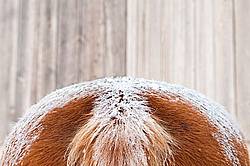 Photo of a horse butt covered in snow