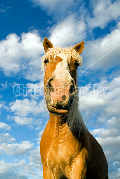 Belgian draft horse against blue sky with clouds.
