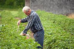 Farmer picking potato bugs off an organic crop of potato plants using a pail and a stick