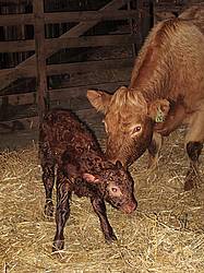 Newborn Beef Calf