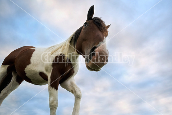 Paint horse photographed against sky