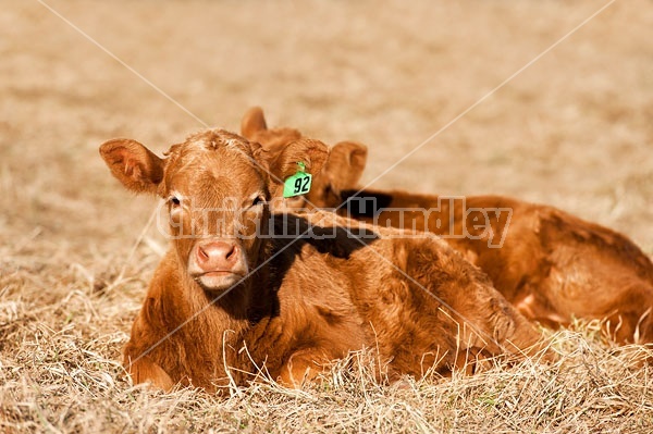 Two Baby Beef Calves