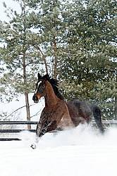 Bay thoroughbred horse galloping through deep snow