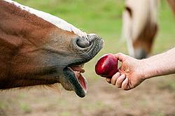 Horse eating apple 
