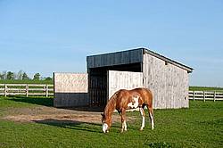 Paint quarter horse cross horse grazing 