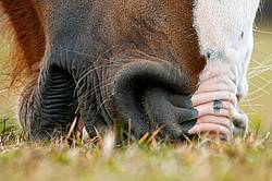 Close-up photo of a horse muzzle