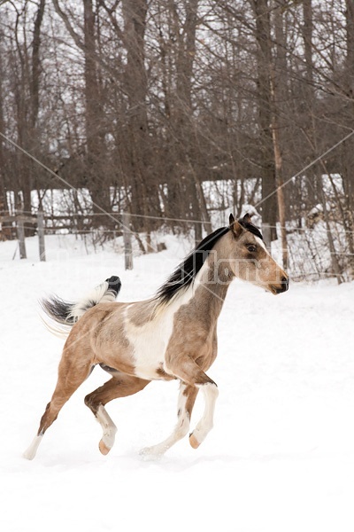 Paint and Arab cross horse running through snow
